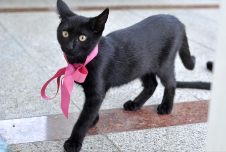 Кошеня Ванеса