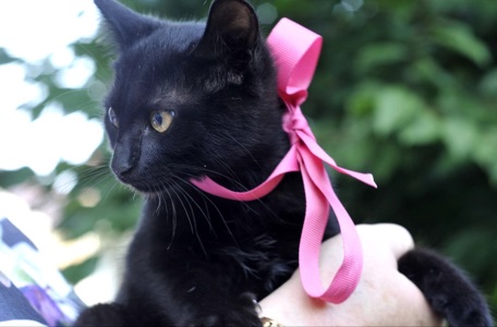 Кошеня Ванеса