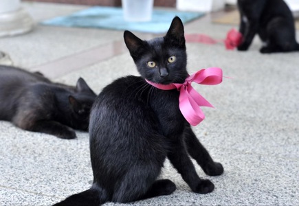 Кошеня Ванеса