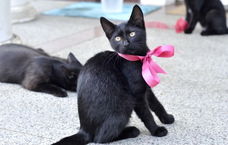 Кошеня Ванеса