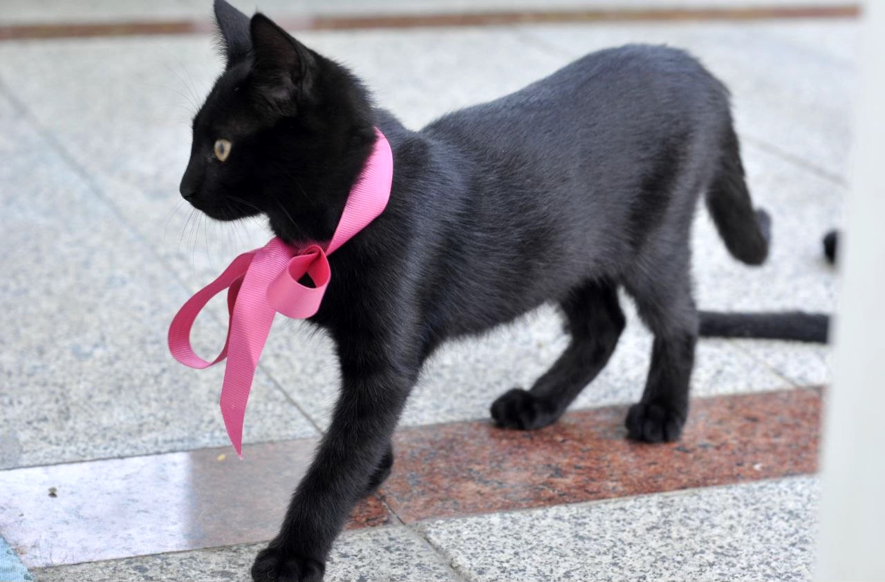 Кошеня Ванеса