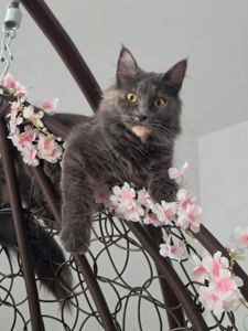 Кошенята мейн-кун готові до бронювання