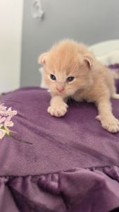 Кошенята мейн-кун готові до бронювання
