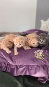 Кошенята мейн-кун готові до бронювання