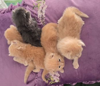 Кошенята мейн-кун готові до бронювання