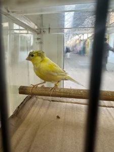 Канарки молоді співочі на гарній пісні