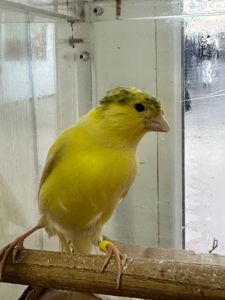 Канарки молоді співочі на гарній пісні