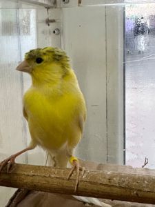 Канарки молоді співочі на гарній пісні