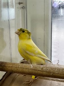 Канарки молоді співочі на гарній пісні
