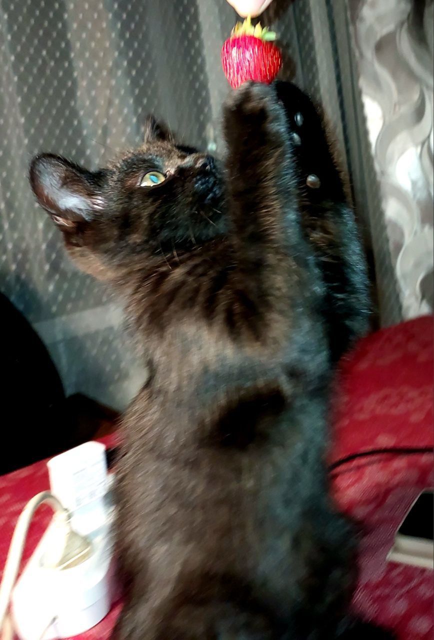 СередньоПухнасте Кошеня хлопчик