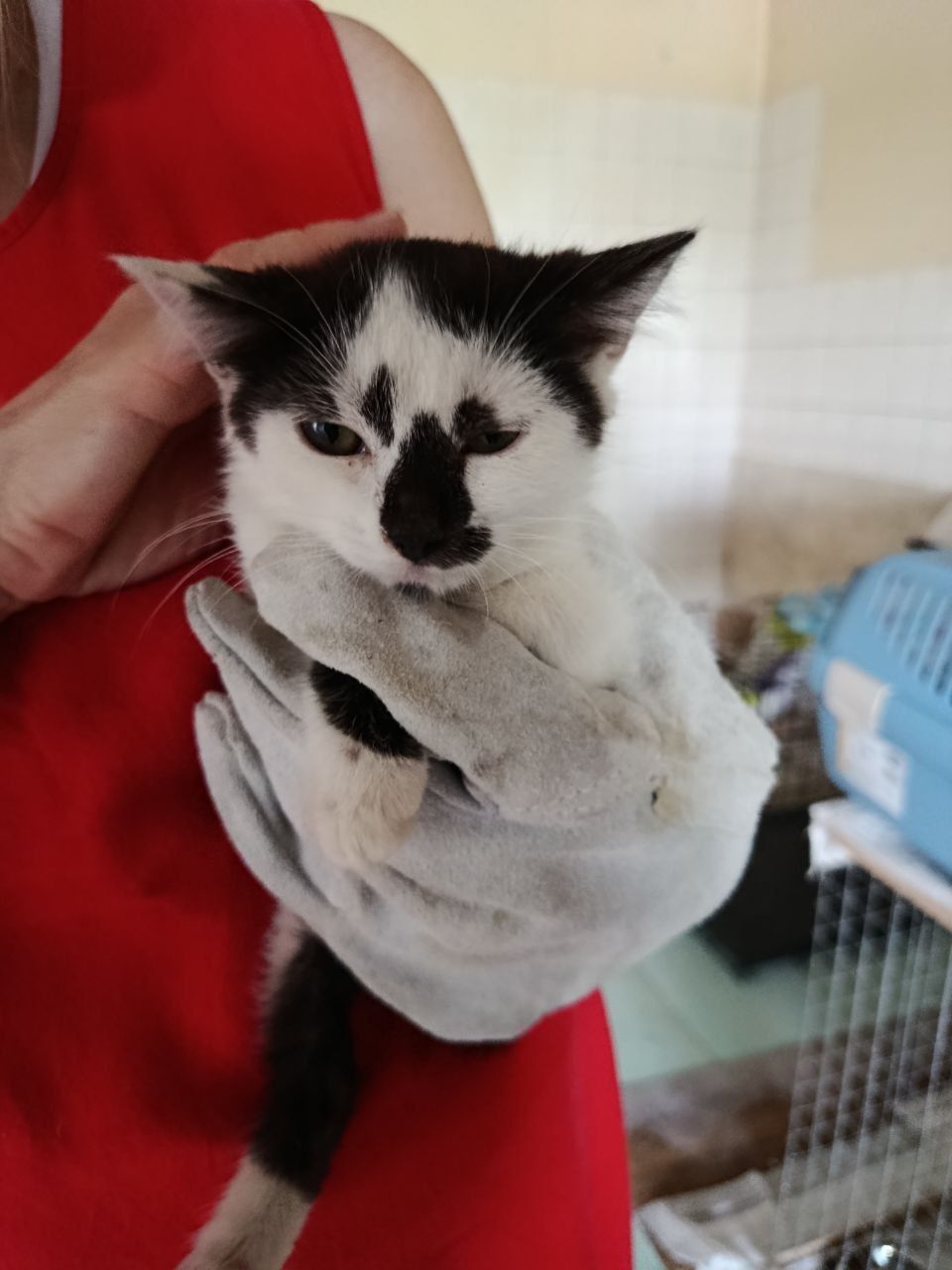 Кошеня Дюймовочка шукає дім