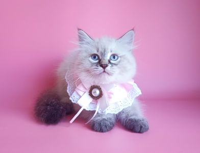 Клубна невська маскарадна дівчинка Estella