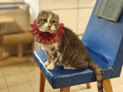 Кіт з тяжкою долею шукає люблячий дім Матвій