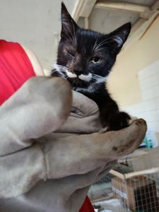 Кошеня Калла шукає дім