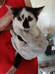 Кошеня Дюймовочка шукає дім