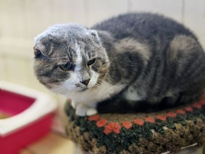 Кіт з тяжкою долею шукає люблячий дім Матвій