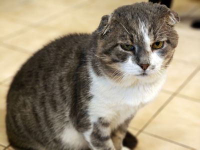 Кіт з тяжкою долею шукає люблячий дім Матвій