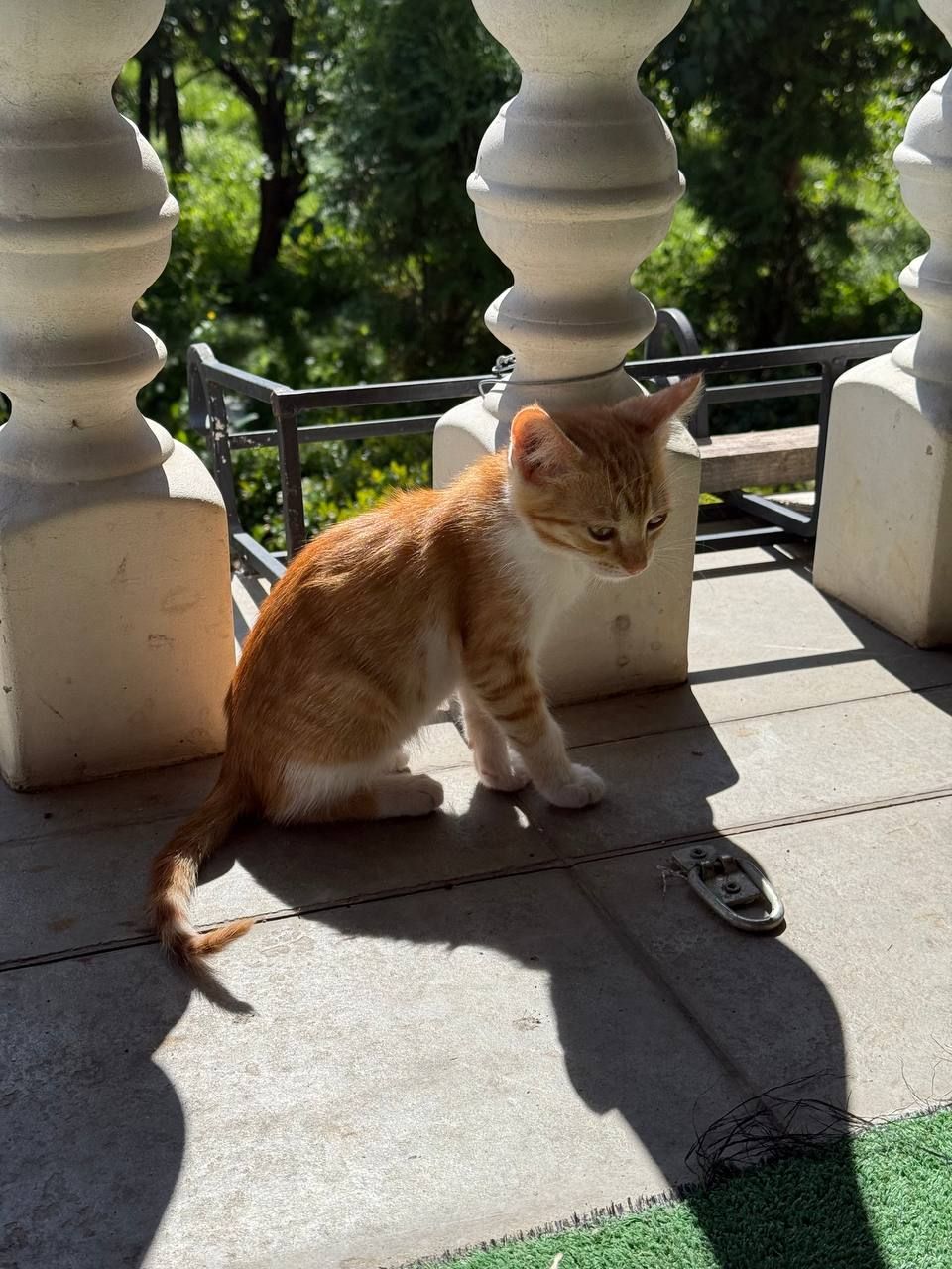 рижі кошенята