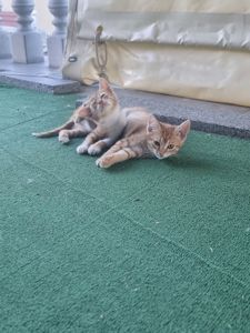 рижі кошенята