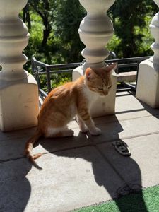 рижі кошенята