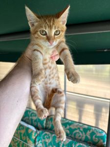 рижі кошенята