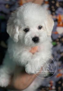 Цуценята Бішон Фрізе від розплідника "YURAN WHITE"