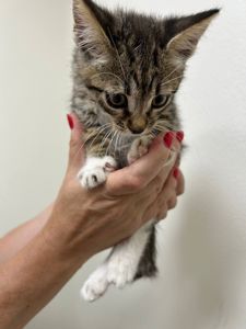Кошенята хлопчики