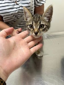 Кошенята хлопчики