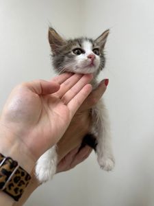 Кошенята хлопчики