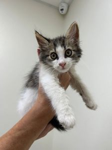 Кошенята хлопчики