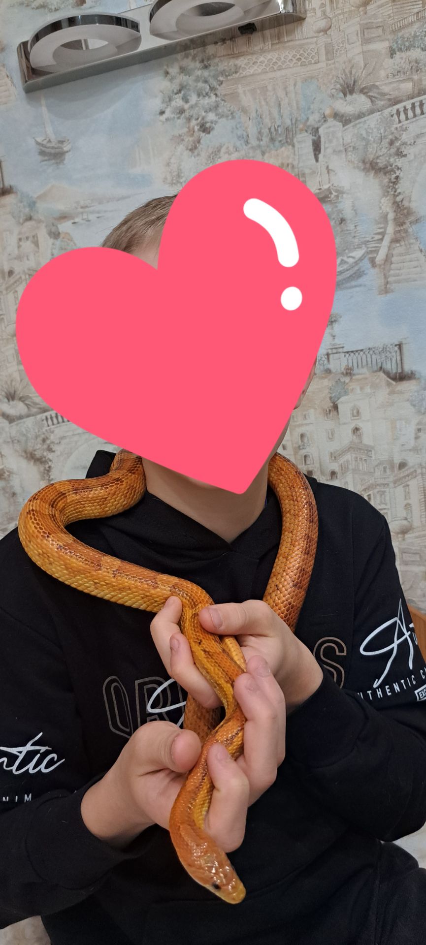 Продам Маїсового полоза