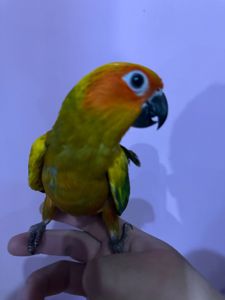 Аратинга попугай ручний