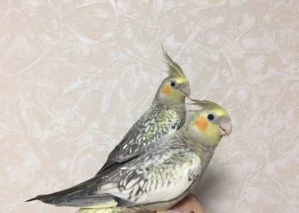 Птенцы попугаев Корелла