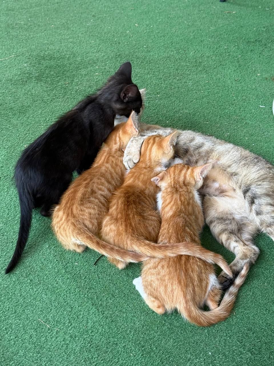 кошеня чорне