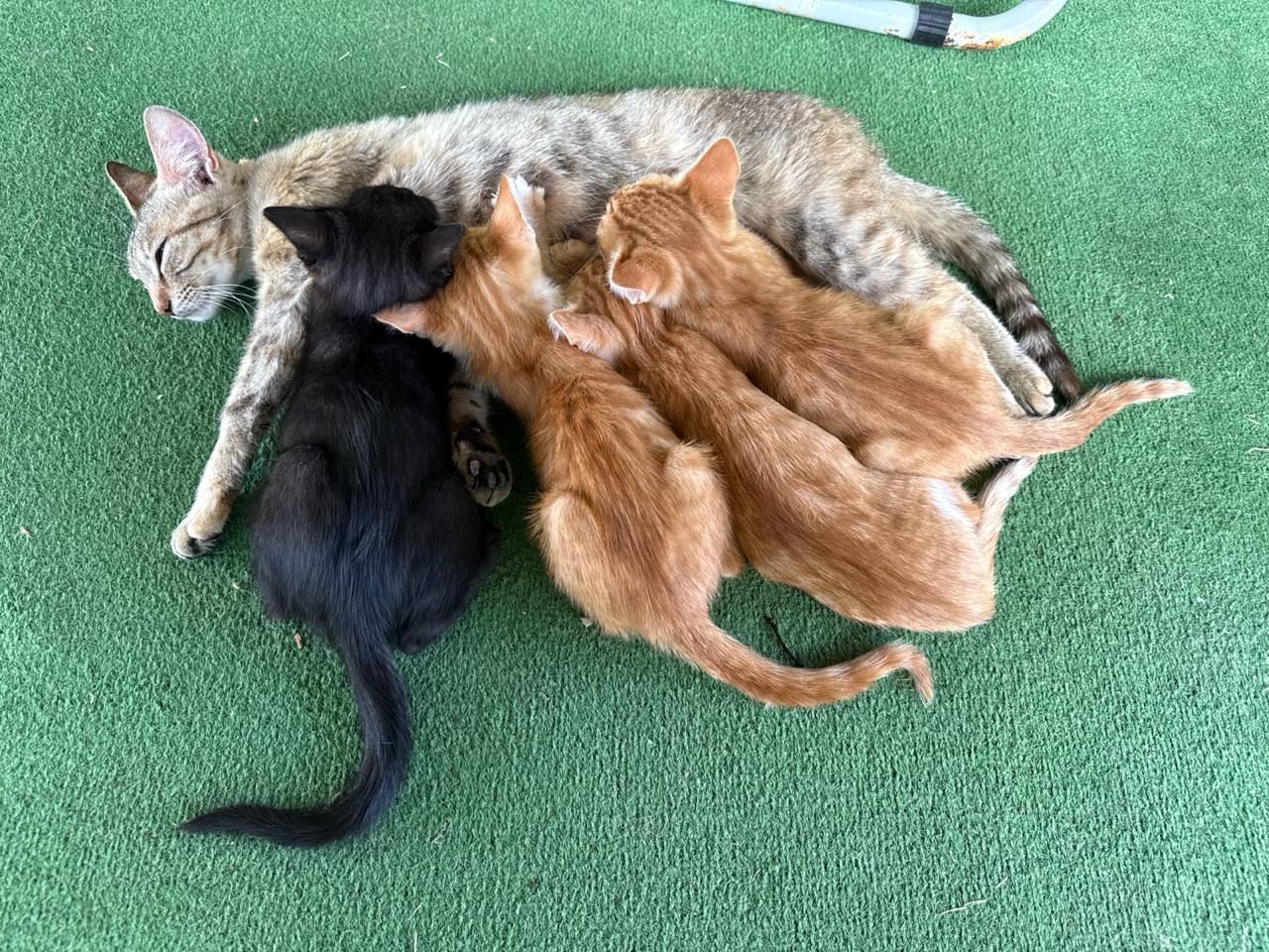 кошеня чорне