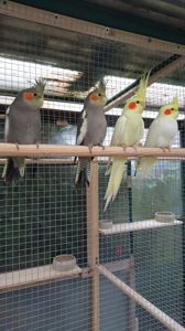 Корелла дуже молоді пташечки