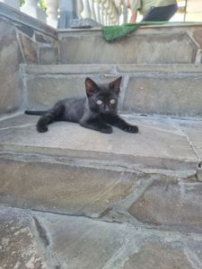 кошеня чорне