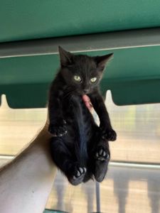 кошеня чорне