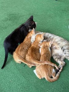 кошеня чорне