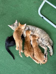 кошеня чорне