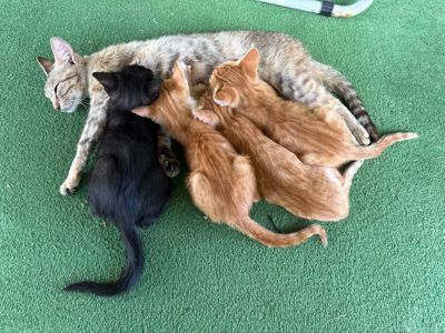 кошеня чорне