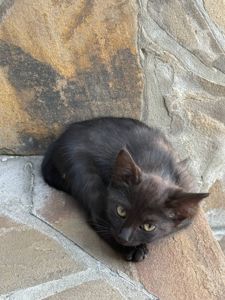 кошеня чорне