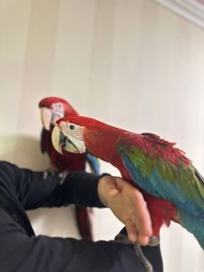Патешянта Ара червоні