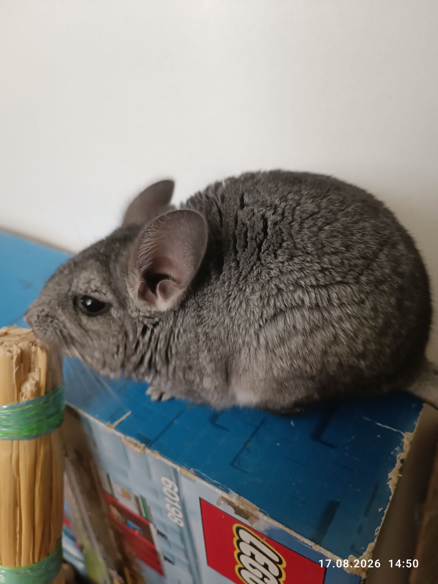 Шиншила домашня