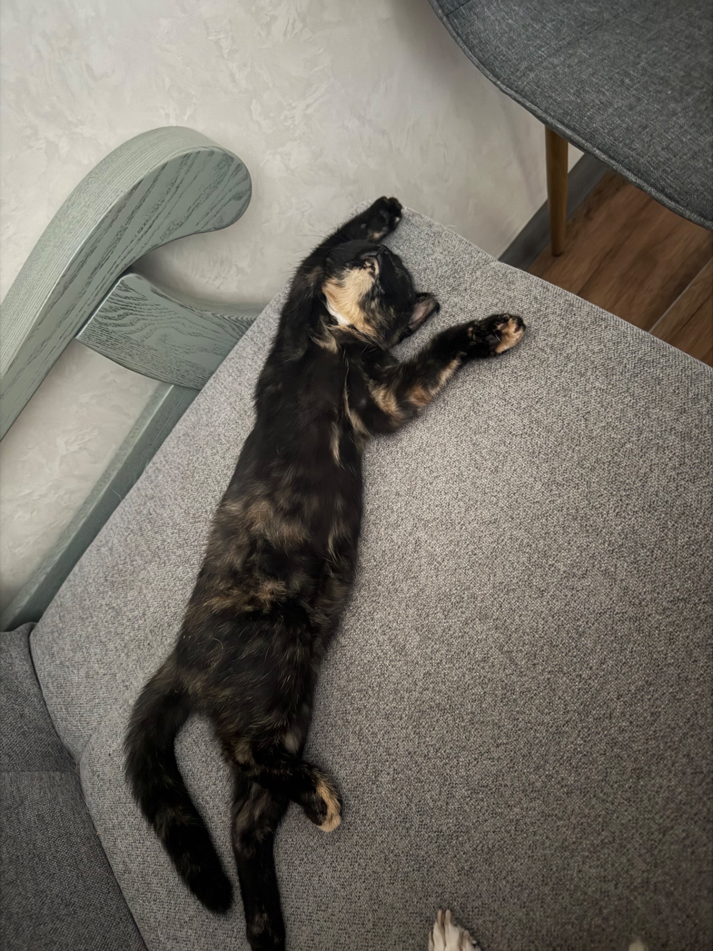 Шукає родину кошеня!