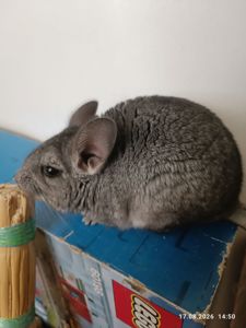 Шиншила домашня