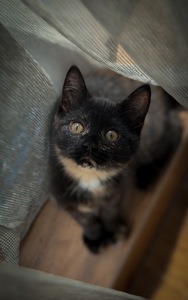 Шукає родину кошеня!