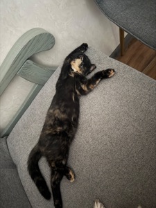 Шукає родину кошеня!