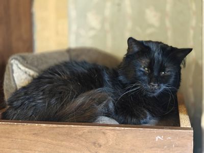 Чорий кіт Кубік шукає дім