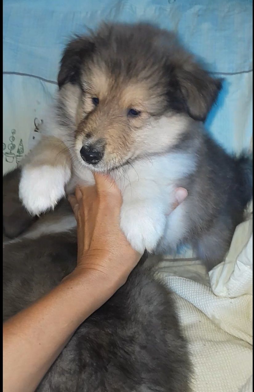 Кобельки колли КСУ
